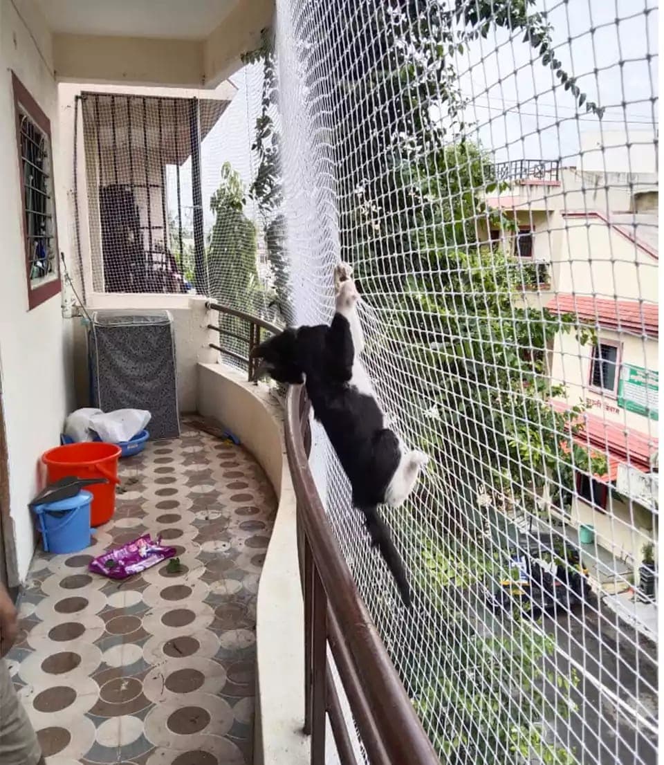 Pet Safety Nets installation — installation photo 1