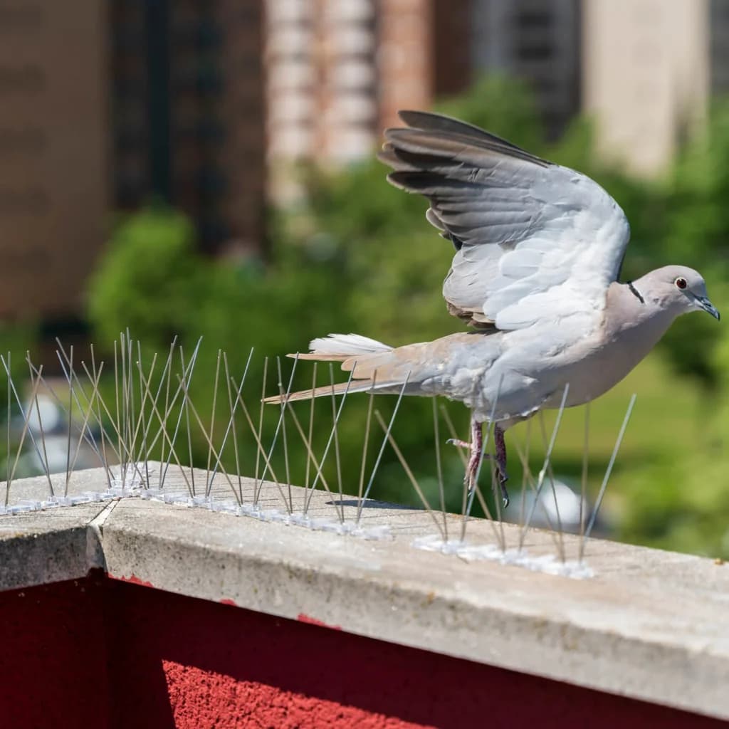 Anti Bird Spikes installation — installation photo 2